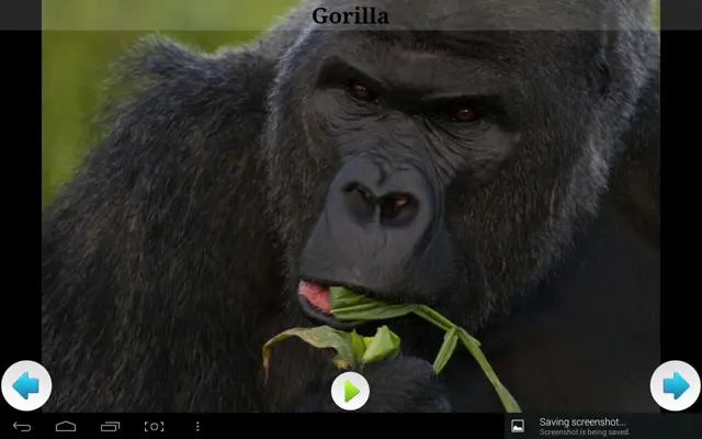 Best African Animals Sound android App screenshot 0