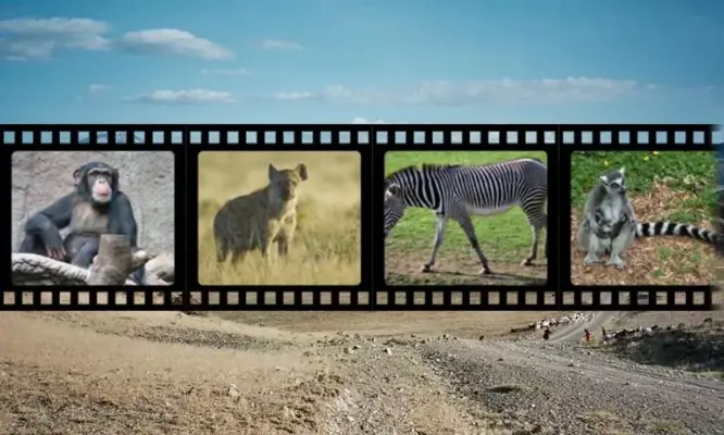 Best African Animals Sound android App screenshot 9