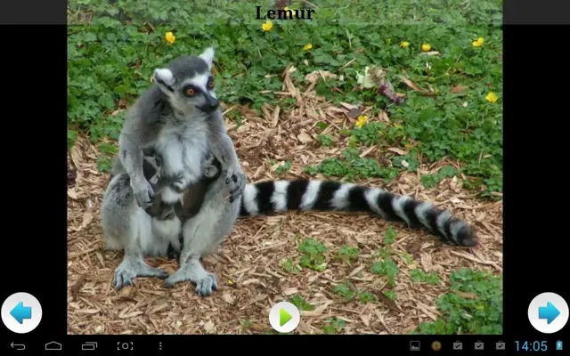 Best African Animals Sound android App screenshot 1