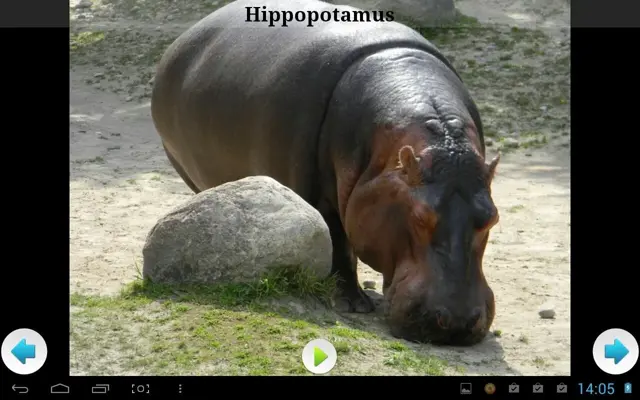 Best African Animals Sound android App screenshot 3