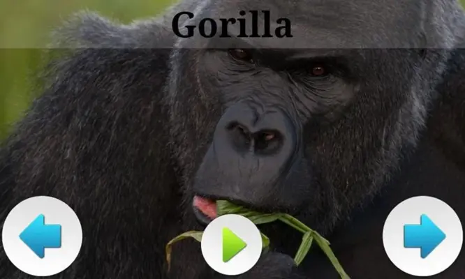 Best African Animals Sound android App screenshot 5