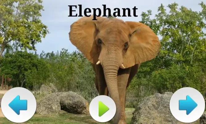 Best African Animals Sound android App screenshot 6