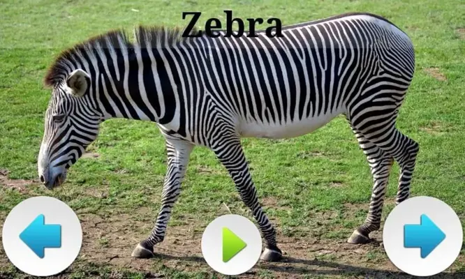 Best African Animals Sound android App screenshot 7