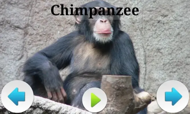 Best African Animals Sound android App screenshot 8